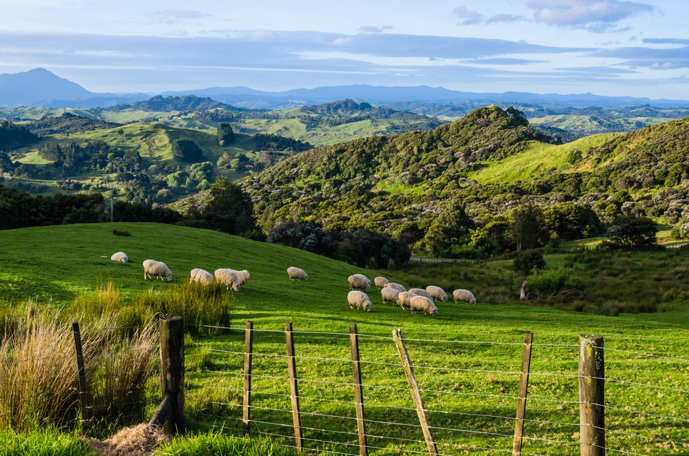 more-australians-are-moving-to-new-zealand-chess-moving-chess-moving